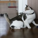마이프레셔스