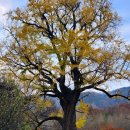 말하는 은행나무 이미지