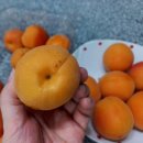 초아농원 | 초아농원 영천 만금살구 새콤달콤 정말 맛있어