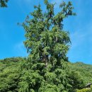 핫도그몽실 이미지