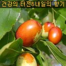 대추의 효소 & 효능 이미지