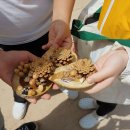 증약초교 대정분교 이미지