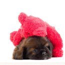 이삭애견훈련소 이미지