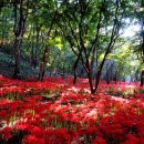 영광(아) 이미지