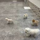 갈매독 애견유치원 이미지