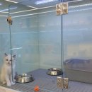 펫67라5267 | [경기도] 부천 미유펫 펫샵 솔직 후기