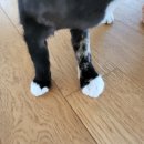 용문동물병원 이미지