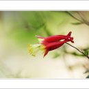 들꽃풍경 이미지