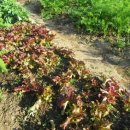 진성농장 이미지