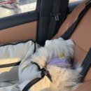 털찐친구들 이미지