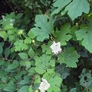 하늘타리 이미지