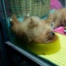 개밥그릇 이미지