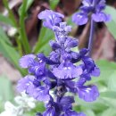 【블루세이지 Blue Sage, Salvia farinacea)】 「푸른빛과 보라색 꽃을 피우는 여러해살이 허브」 이미지