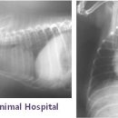 더샵 동물병원 이미지