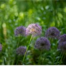 개나리봄약국 이미지