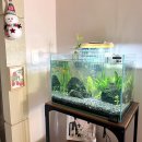 아쿠아윌 | 초읍 아쿠아윌 무환수 수족관교체 후기🐠