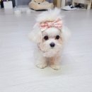 시크펫 그루밍 이미지