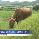 묘소 찾아가던 '의로운 소' 할머니 곁으로… 이미지