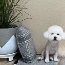 텐즈힐 애견미용 이미지