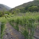 맹씨네 농장 이미지