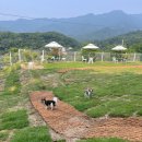 몽몽정원 | [원주 소초면] 신상애견카페 / 특이한 야외운동장이 있는 &#34;몽몽정원&#34;