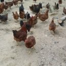 숲고을농장 이미지