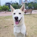 이평우 반려견 교육센터 이미지