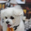 포비 펫 살롱 이미지