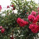 육회꽃피우다 이미지