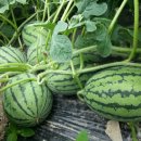 덕영농장 이미지