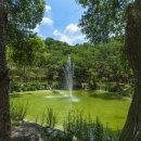 강아지 숲 이미지