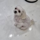 아이러브댕댕 이미지