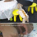 웬만해선 개들을 막을 수 없다 이미지