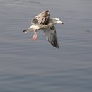 명품 갈매기 이미지