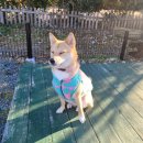 병산365 | [정관카페/부산애견동반카페] 애견동반 가능한 정관 "병산365"에서 커피마시고 온 후기