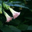 천사의 아침 이미지