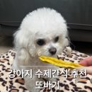 애지중지애견카페 | 강아지 알러지간식 추천 | 또바기 수제간식 믿고 구매한 후기