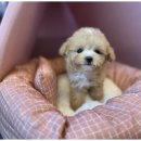 하남강아지 이미지