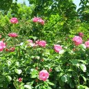 장미의거리12 이미지