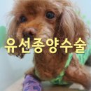 선종펫 네이버블로그
