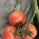 어전농장 이미지