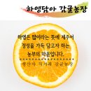 옥봉농장 | 말랑말랑학교 &amp; 오늘 있는그대로 행복해 저자강연회, 하영담아 감귤농장의 팜파티 셀프후기