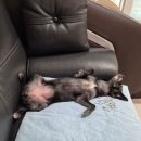 꼬또리몽 네이버블로그