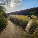 농사체험야영장 | 🌄 “자연 속에서 쉬어가는 시간, 제주 교래자연휴양림”