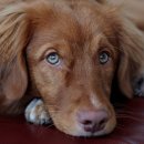 신도시켄넬 이미지