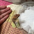 광주비바리움 또는 광주파충류샵 ! 쪼꼬미 도마뱀 분양 받은 크레스티드게코 &#34; 북구 쏭크레 &#34;