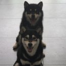 시바스럽 이미지