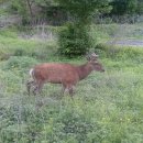 종일사슴 이미지