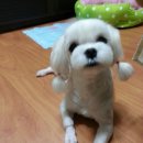 반도반점 이미지