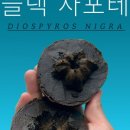트로피컬랩